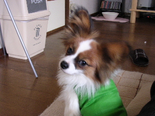 c0065643_18541117.jpg