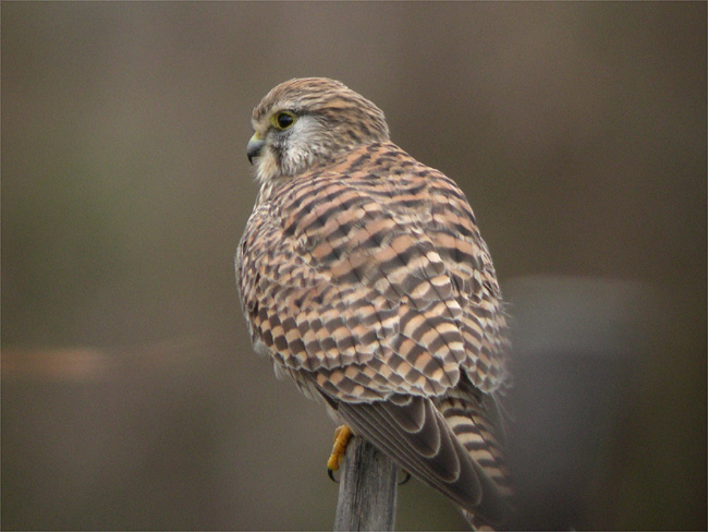 d0009773_17103525.jpg