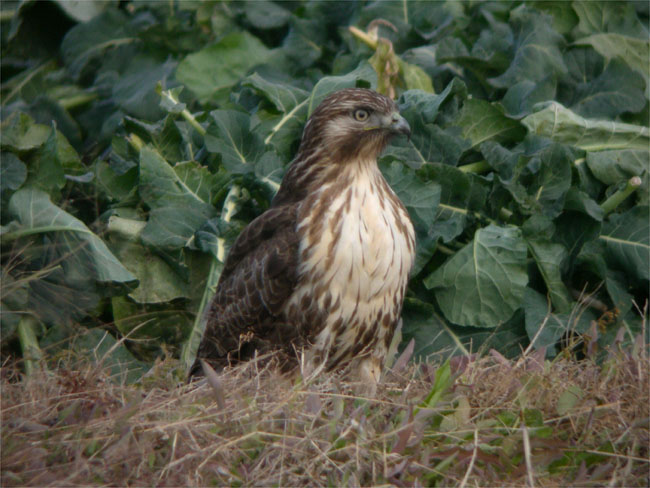 d0009773_17164432.jpg