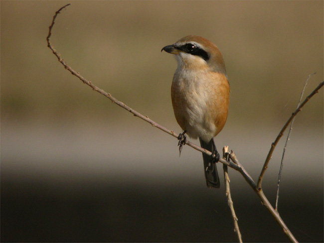 d0009773_1235354.jpg