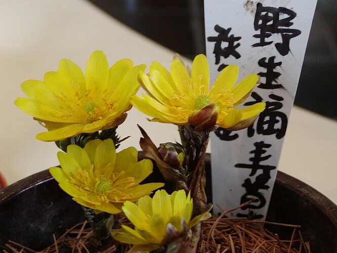 a0009600_1439425.jpg