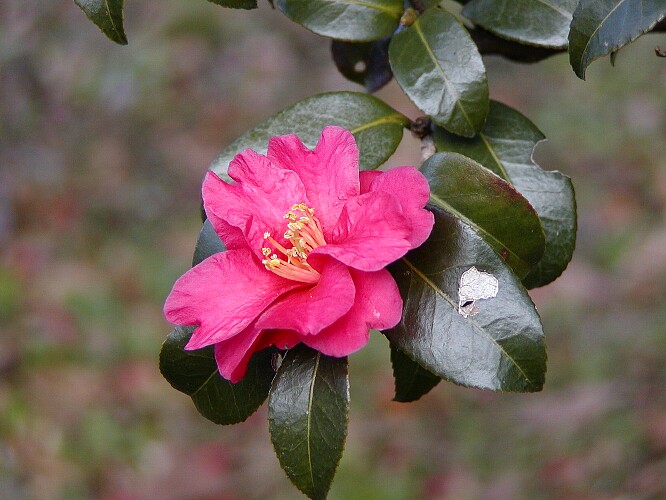 a0009600_14532672.jpg