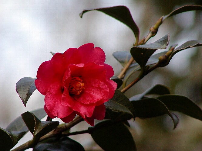 a0009600_14535317.jpg