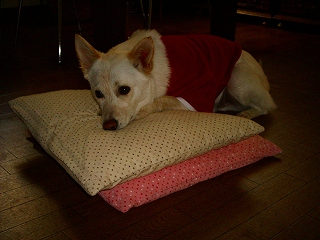 b0006329_22212572.jpg