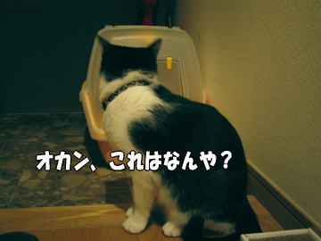 b0041182_2338295.jpg