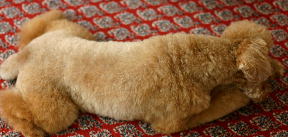 f0001895_15384390.jpg