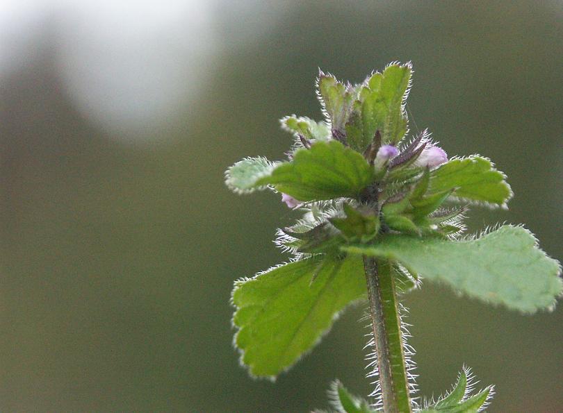 b0039226_21112313.jpg