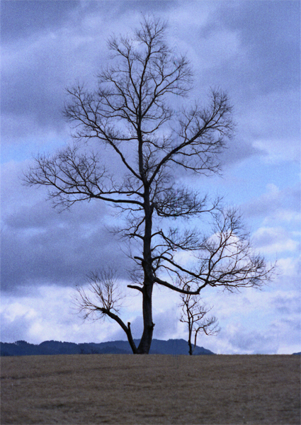 e0002371_981553.jpg