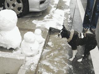 e0080117_1815083.gif