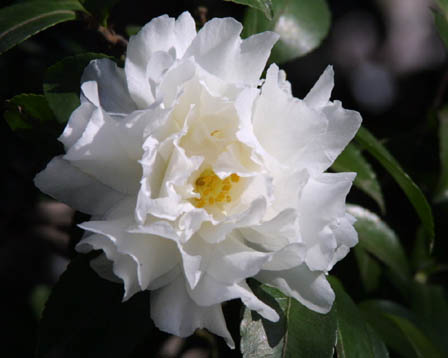 c0050857_22523427.jpg