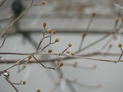 d0009689_9563246.jpg