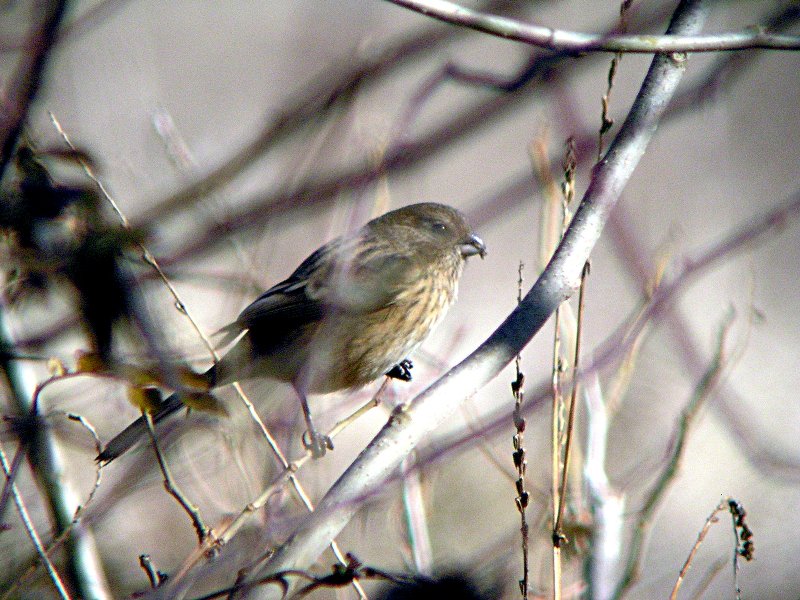 c0039919_20213899.jpg