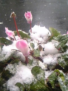 b0060450_1791665.jpg