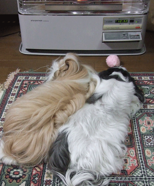 e0050801_2205583.gif