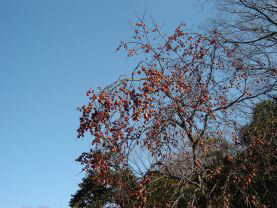 c0011009_1115599.jpg