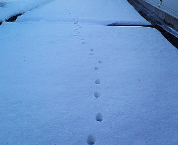 e0033613_12423711.jpg