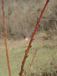 c0068149_17574950.jpg
