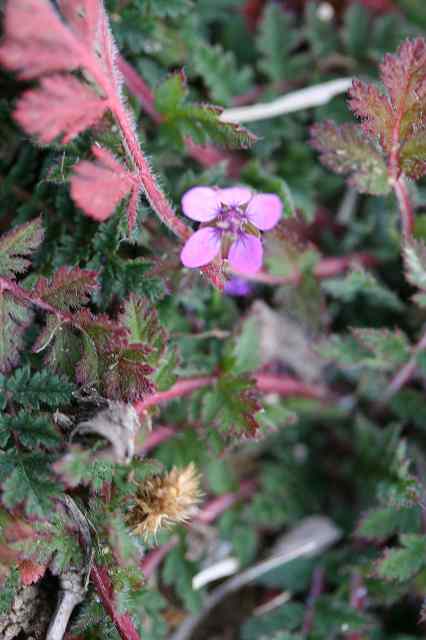 e0024081_1573742.jpg