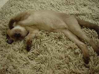 d0011689_150032.jpg