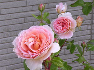 f0051194_1726384.jpg