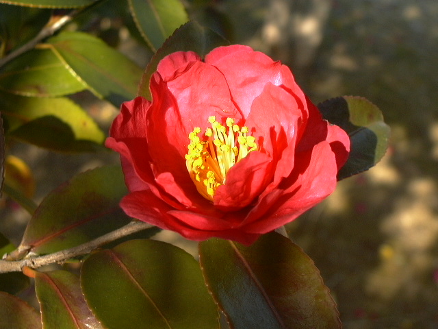 c0073633_21134567.jpg