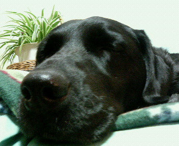 a0040736_2126446.jpg