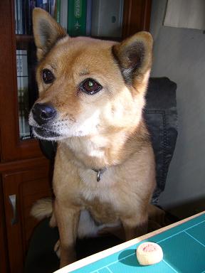 c0009287_135871.jpg