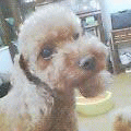 d0014690_13123424.gif