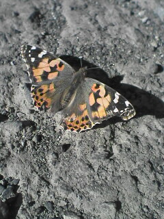 c0056903_1313332.jpg