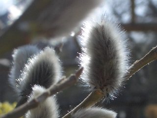 b0061107_227672.jpg