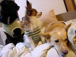c0065643_17501867.jpg