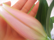 c0055305_217030.jpg
