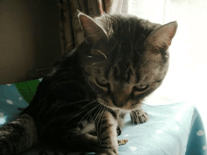 c0045655_14264859.gif