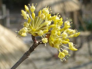 b0061107_735116.jpg