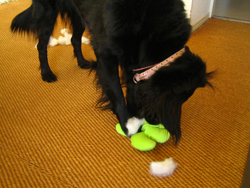 c0012120_035496.jpg