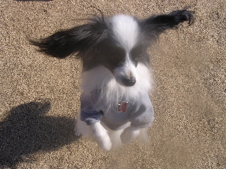 c0065643_1637314.jpg