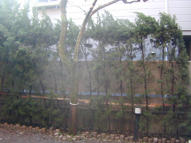 e0005545_10565666.jpg