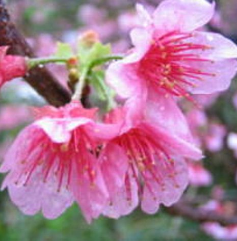 c0050857_23834.jpg