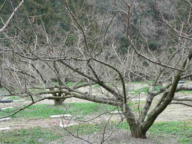 d0061286_22594454.jpg