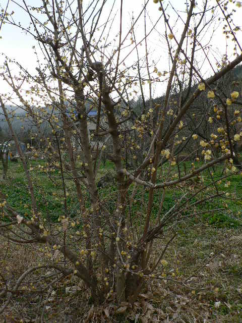 d0061286_23152868.jpg