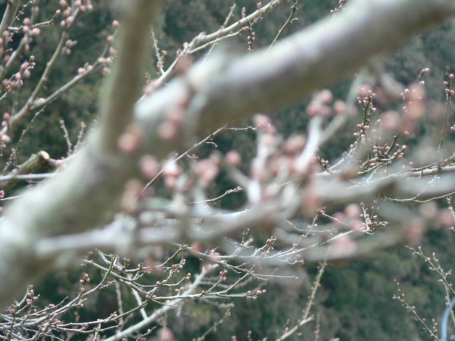 d0061286_237658.jpg