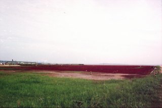 a0015766_21484074.jpg