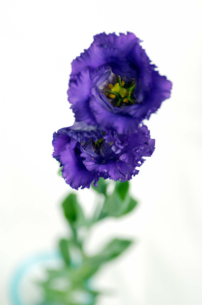トルコキキョウ 紫 一重 花の図書館
