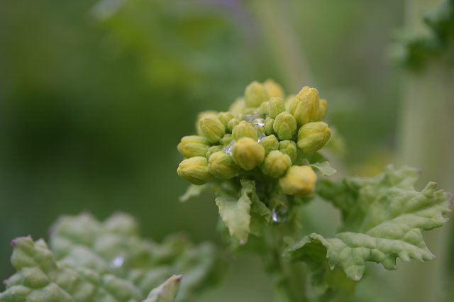 e0024081_17174334.jpg