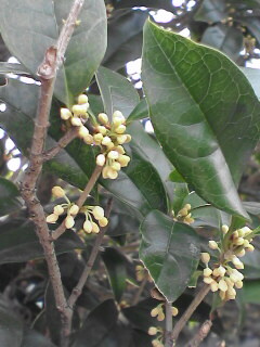 f0057634_1204523.jpg