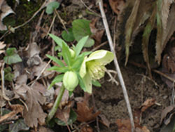 c0068149_5282616.jpg
