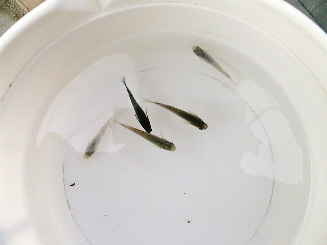 f0054079_1616257.jpg