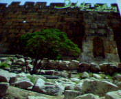 b0007895_2064356.jpg