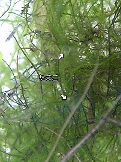 f0034007_14444.jpg