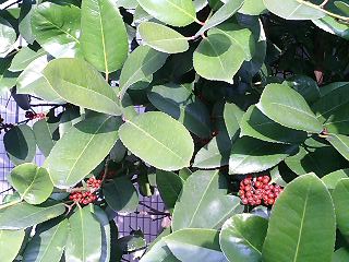 e0026017_2342405.jpg